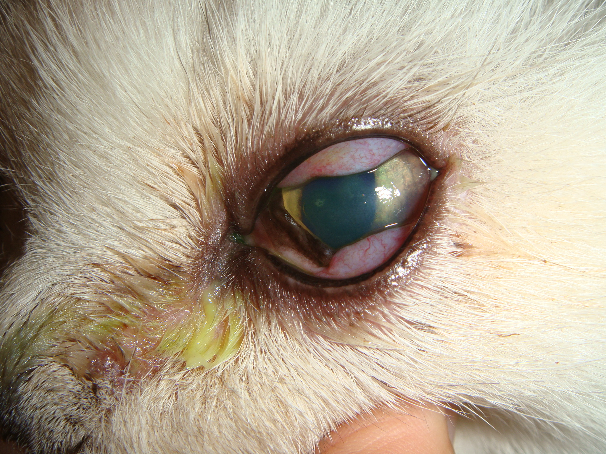 結膜腫脹の目の拡大写真